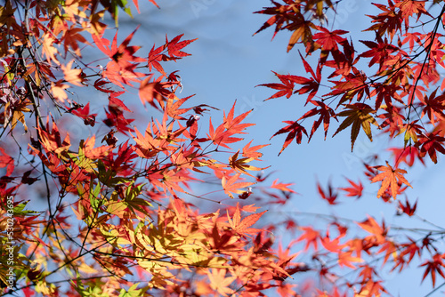 red autumn leaves