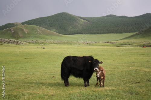 Yak and calf in the quiet Orkhon valley, Ovorkhangai province, Mongolia. The yaks in the country usually inhabit vast steppe as well as meadows at high altitudes.  photo