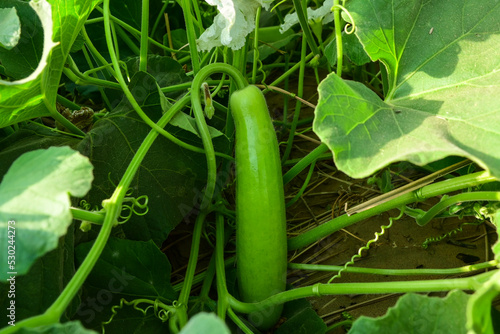 Fotografie close up of bottle gourd hanging on vine