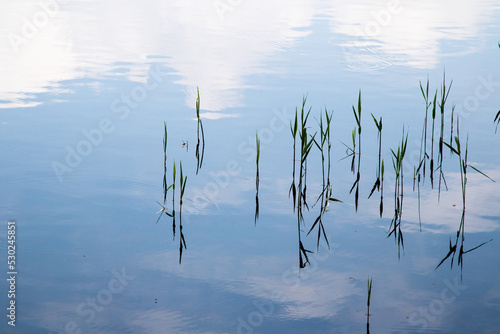 Abstrakte Schilfspiegelung photo