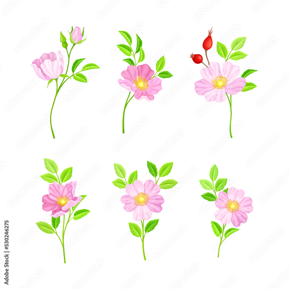 Rosa Canina or Dog Rose with Pale Pink Flowers and Red Rose Hips Vector Set