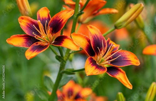 Beautiful lily flower in nature.