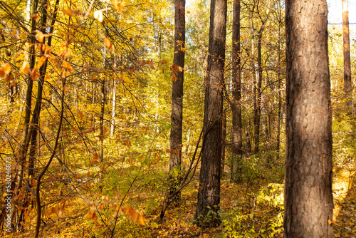 Trees in the forest in autumn. © schankz
