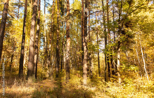 Yellow birches in the forest in autumn. © schankz