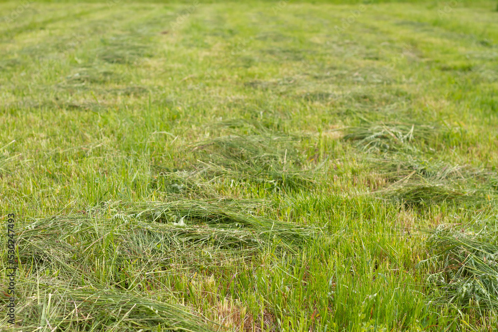 Mown meadow with green grass in summer, hay harvesting