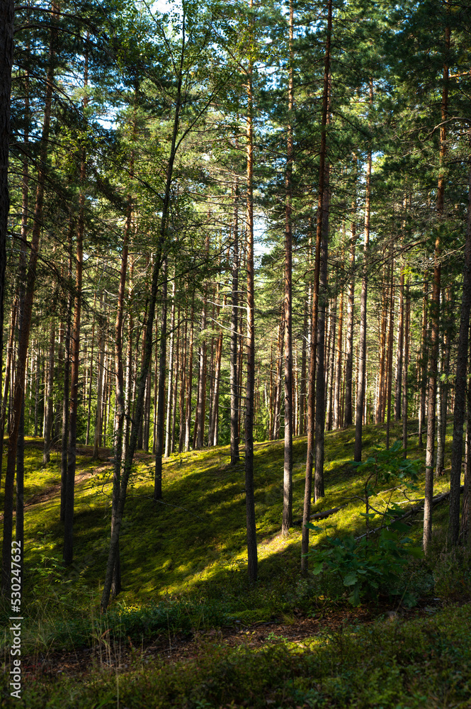 Fototapeta premium Dense forest of young pines with thick moss on the ground