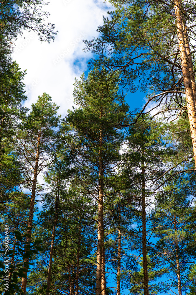 Fototapeta premium The blue sky shines through the dense crowns of evergreen pines