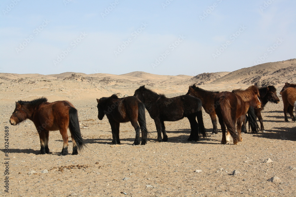 The Mongol horses freely roam in the wild Gobi Desert, South Mongolia.