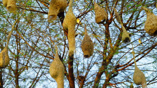 Sunny day, Hanging birds many nest in a acacia tree branch. Landscape view of group of baya weaver bird nests hanging on the acacia tree.