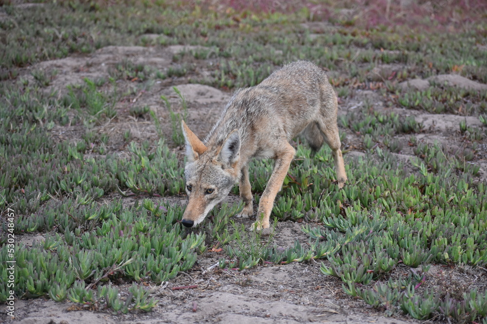 Fototapeta premium wolf in the woods