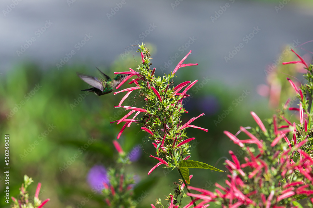 Fototapeta premium Hummingbird is near red flowers, natural photo