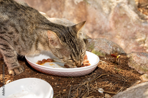Selective focus stray cat fed with ready-made beef food. Street cat fed with wet food in a white plate. 
