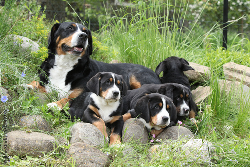 Bitch with its puppies together