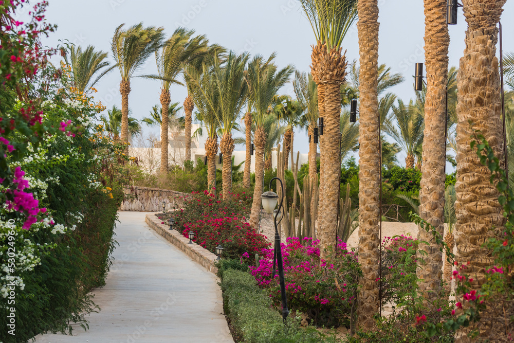 Obraz premium amazing paths with flowers and palm trees on vacation in marsa alam