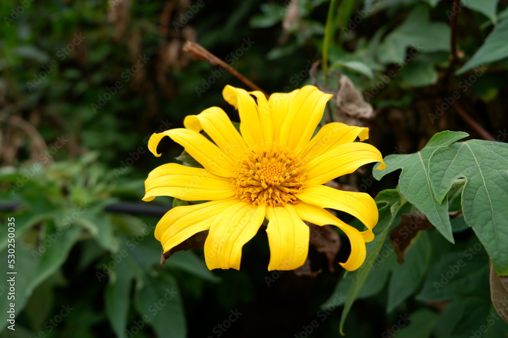 Fototapeta premium beautiful yellow flower with dew on it