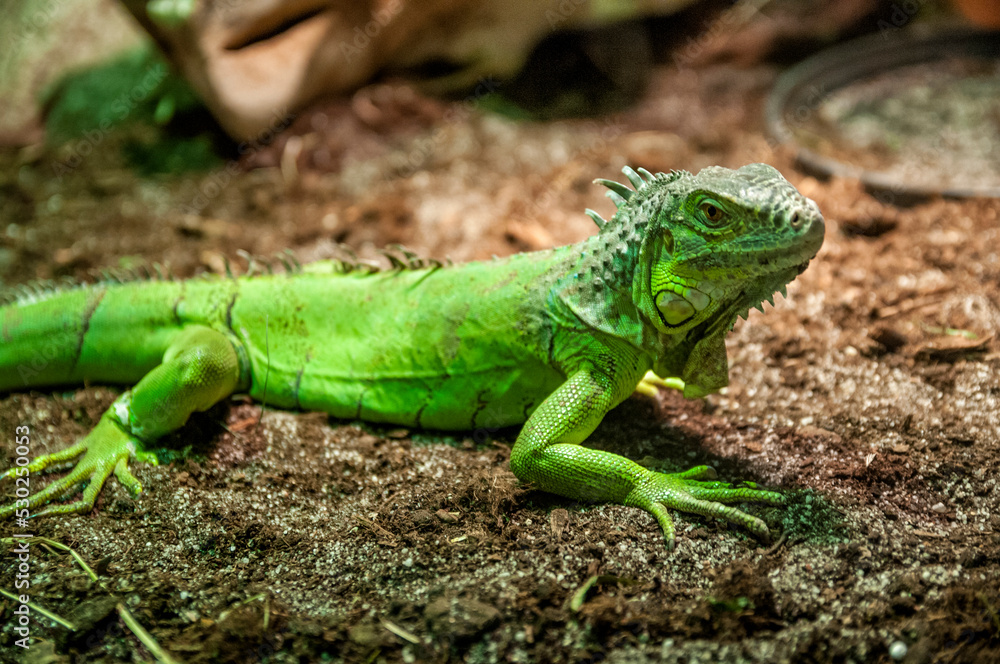 Fototapeta premium Zoo in Myslecinek quarter in Bydgoszcz, Kuyavian-Pomeranian Voivodeship, Poland.