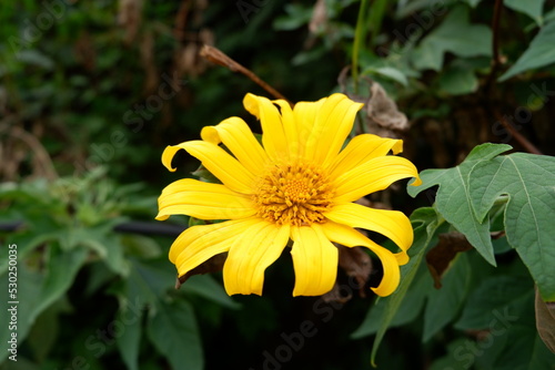 beautiful yellow flower with dew on it