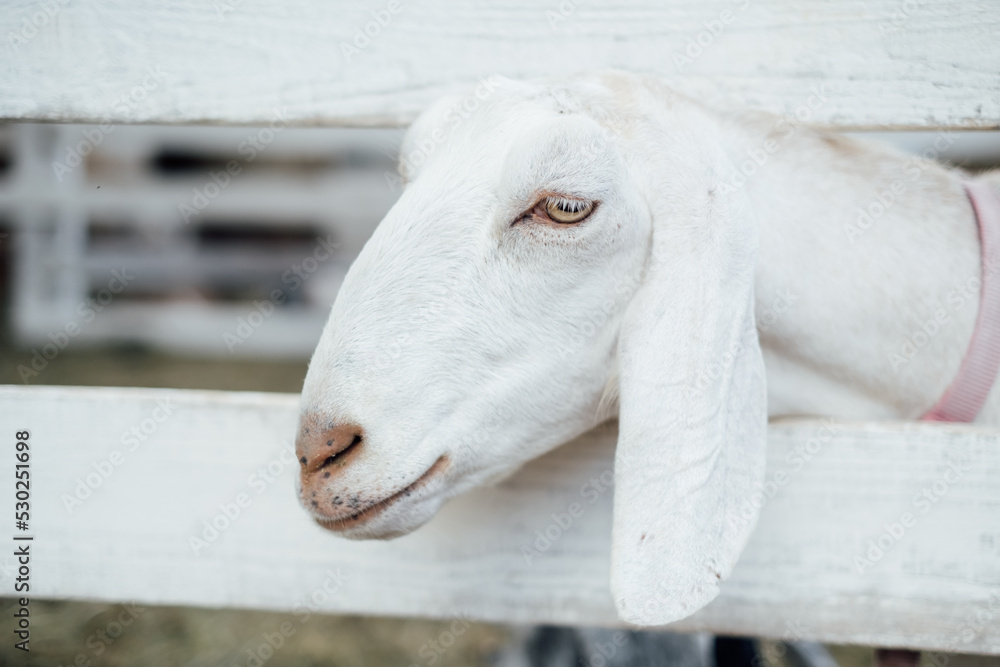 Fototapeta premium Funny face a white goat. A cute goat smiles at the camera