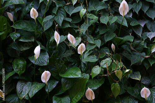 spathiphyllum white flower closeup photo on green leafs background photo