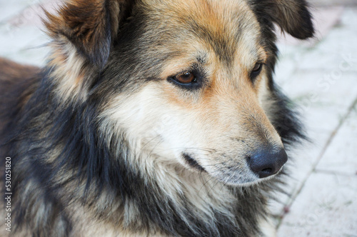 Close-up portrait of a stray dog. Multi-colored dog on the street. © Катерина Воробьева