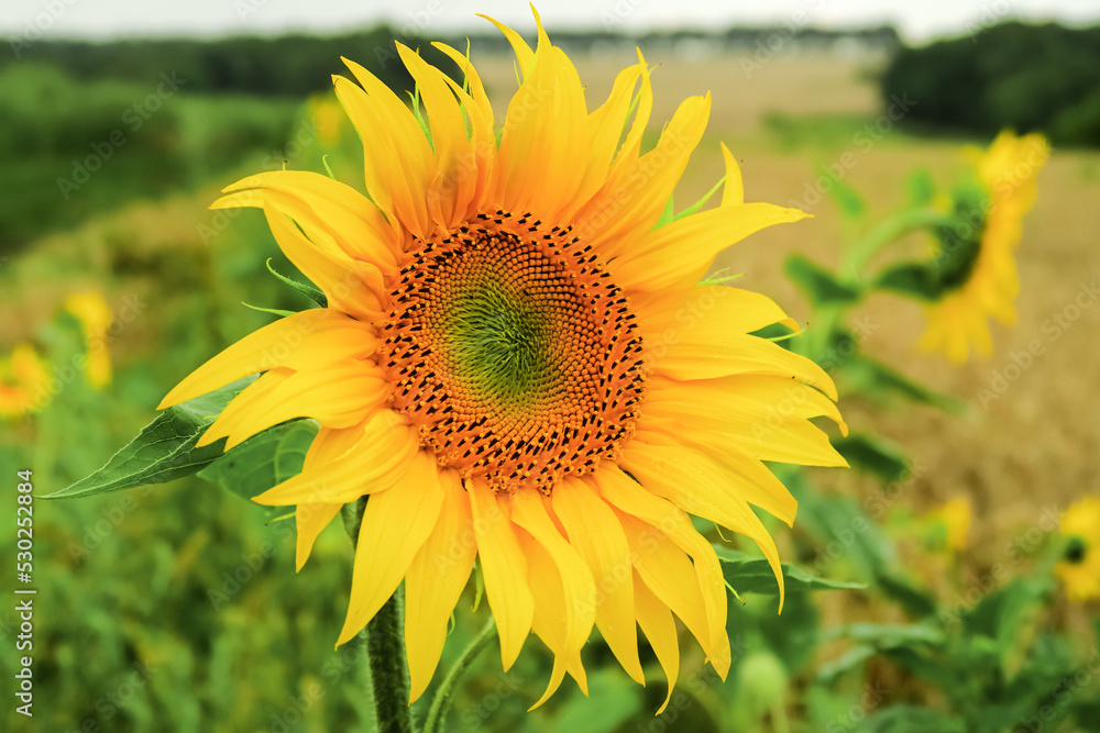 Fototapeta premium a young ripening sunflower grows in a field. sunflower cultivation concept