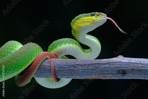Green Pit Viper on branch