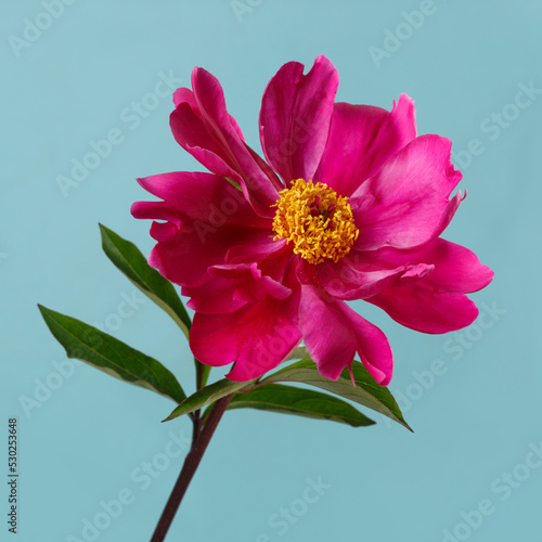 Red peony flower with yellow center isolated on blue background.