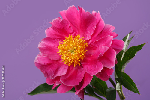 Pink peony flower with yellow center isolated on purple background.