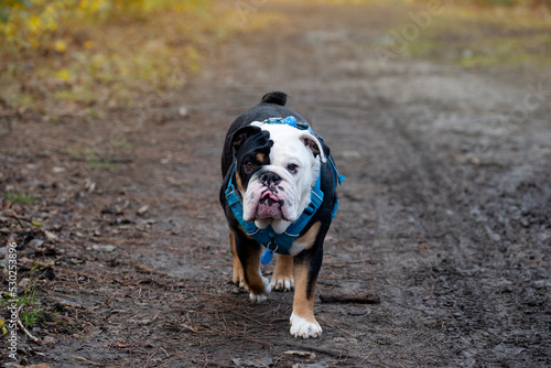 Fototapeta Naklejka Na Ścianę i Meble -  Black tri-color english british bulldog in blue harness walking on on a muddy road in the woods on autumn day
