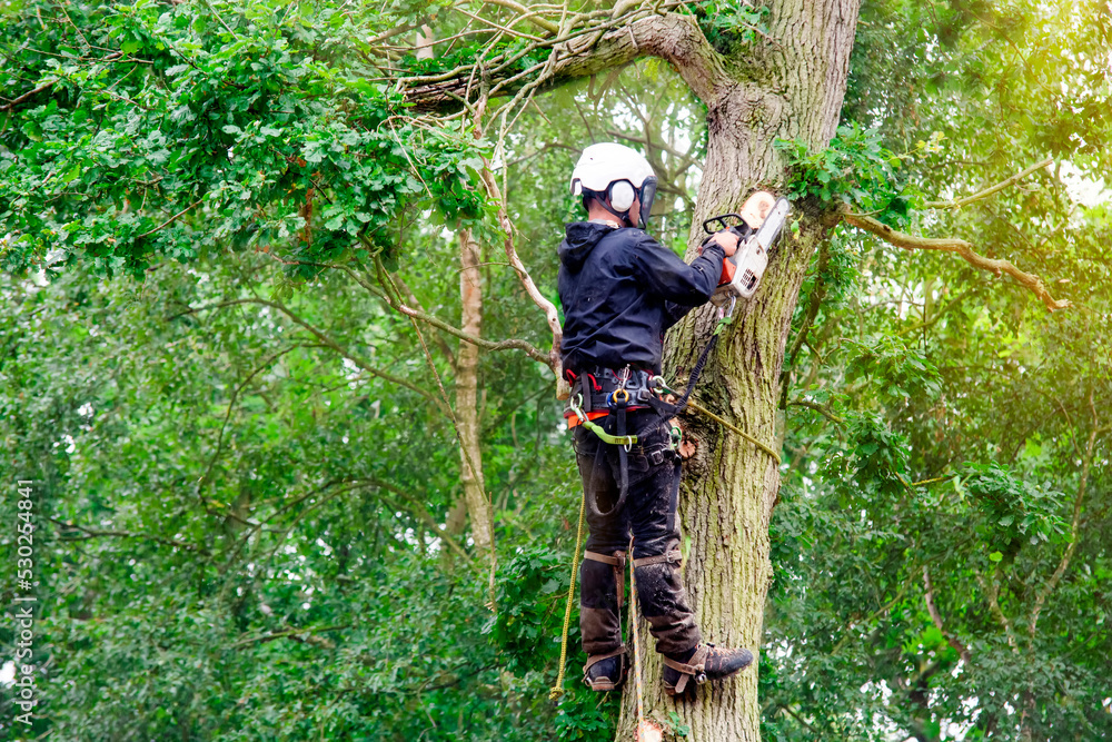 Arborist cutting down tree with petrol chainsaw Arborist cutting down tree with petrol chainsaw