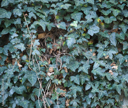 ivy plant background