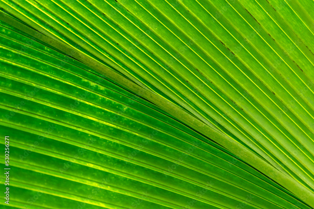 palm leaf texture palm leaf texture