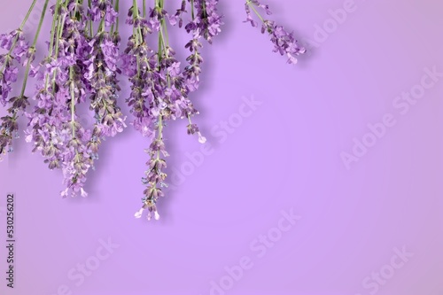 Creative layout from aroma lavender flowers on lilac background.