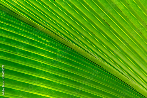 palm leaf texture