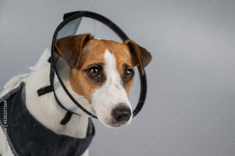 Dog jack russell terrier in a blanket and a conical collar after surgery on a gray background. Copy space. 