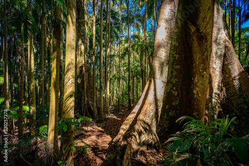 Palm grove section of the Tamborine National park, Queensland, Australia