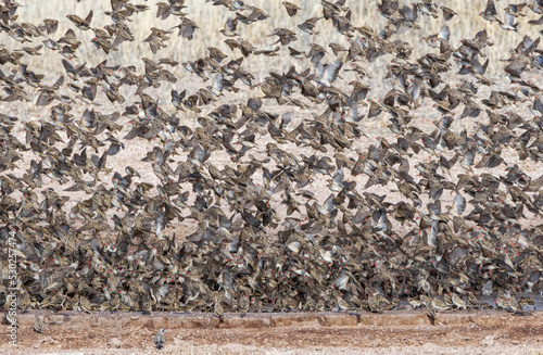 Red-billed Queleas photo