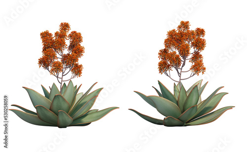 3d rendering of Aloe striata isolated photo