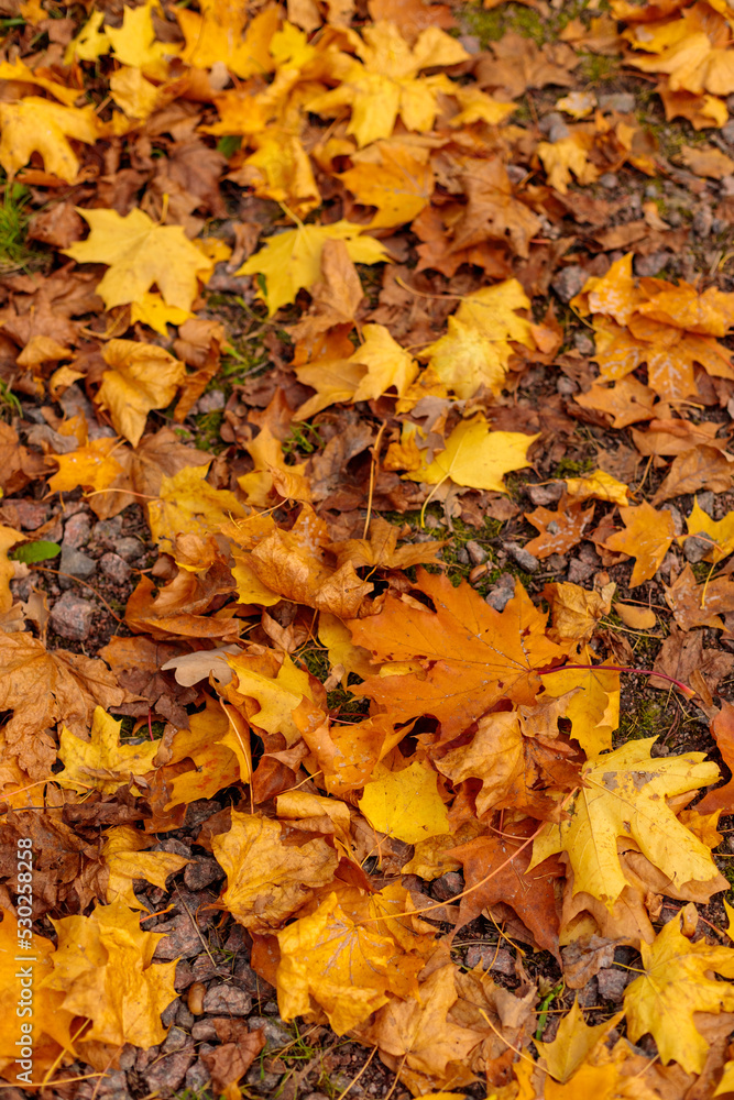 enjoy the autumn forest or park and enjoy the beauty of nature. a time for privacy and silence. autumn mood, yellow leaves of trees. mental health, autumn exacerbation of depression autumn, walking enjoy the autumn forest or park and enjoy the beauty of nature. a time for privacy and silence. autumn mood, yellow leaves of trees. mental health, autumn exacerbation of depression autumn, walking