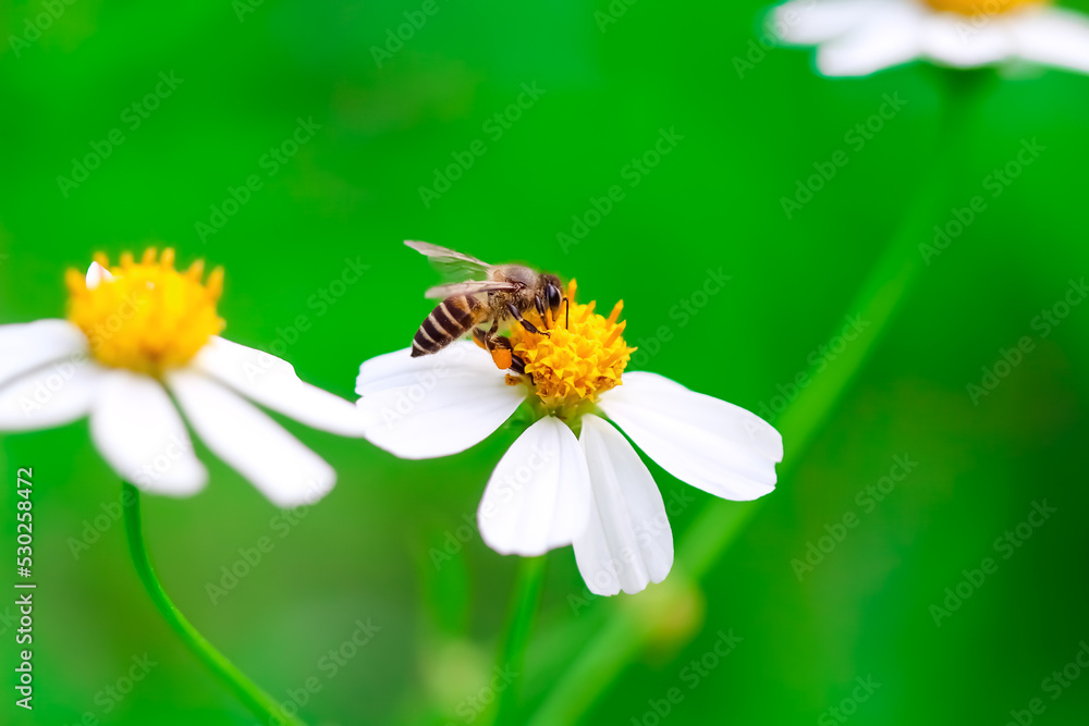 Obraz premium Single bee drinking nectar on white back jack flower ( Bidens pilosa ) in blurred green garden background