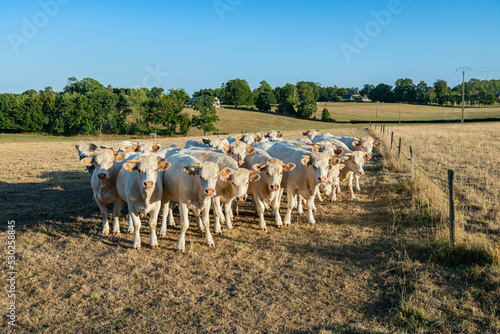 Troupeau de vaches charolaises au pré pendant la canicule. Herbe jaunie par la sécheresse. Lumière de fin de journée