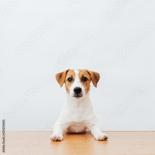 Cute dog jack russell terrier sitting at the table on a white background, copy space