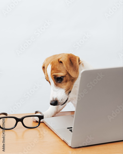 Cute jack russell terrier dog working at the table looks into the laptop