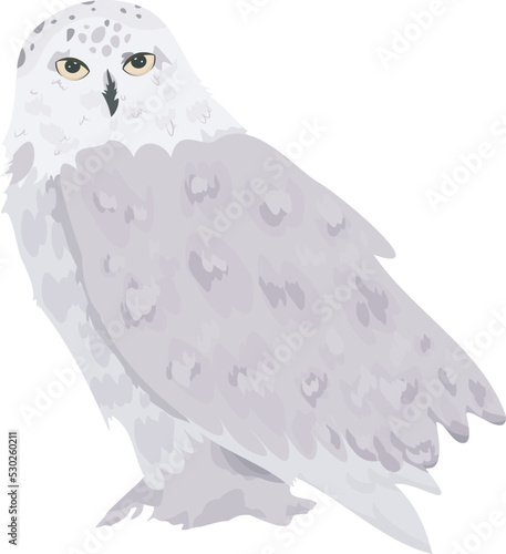 White snowy owl isolated on a white background. Vector illustration.