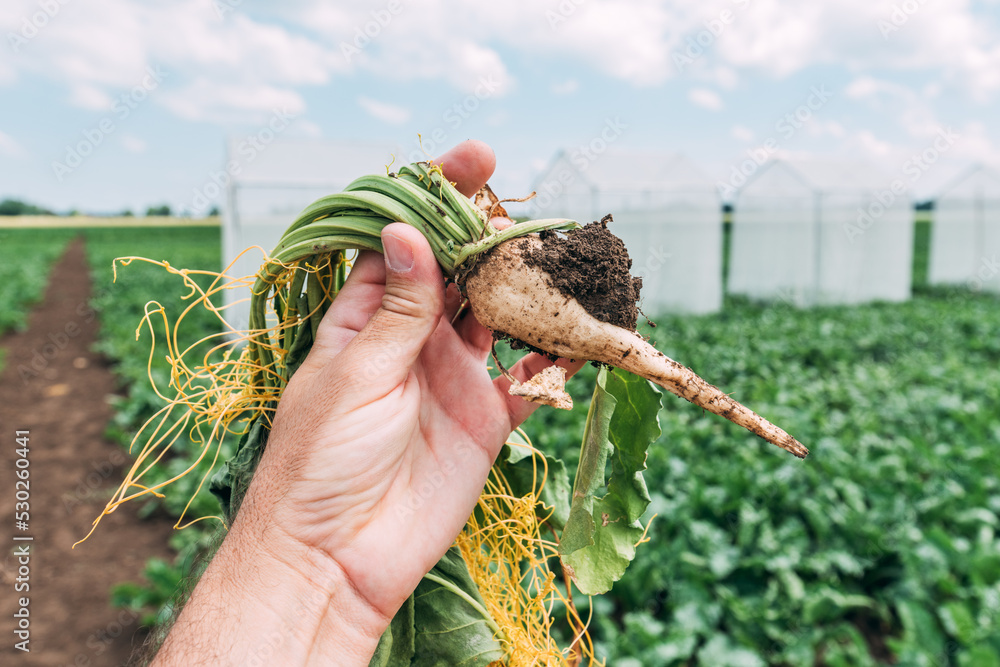Agronomist examining sugar beet root development in front of ...