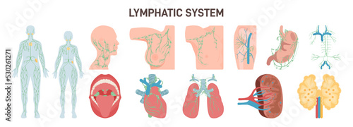 Lymphatic system nods and organs. Structure of a human lymph node. photo