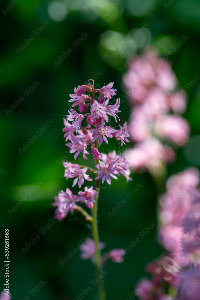 Blossom pink Astilbe flower a on a green background in summer macro photography. Light red false spirea flowering plant with mini flowers closeup photo on a sunny day.	