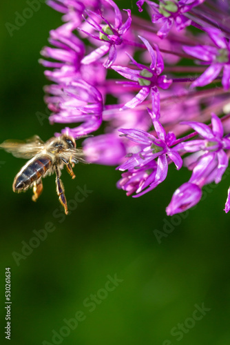 A bee pollinates purple giant onion macro photography in springtime. A honey bee pollinates allium flower with violet petals close-up photo on a summer day.