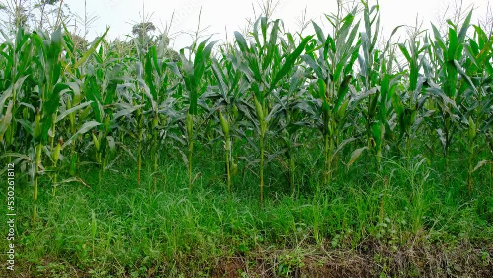 Corn garden with a light breeze in the plantation area Corn garden with a light breeze in the plantation area