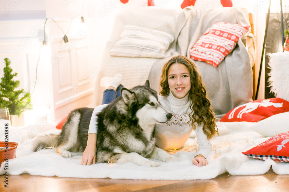 Obraz premium A cute teenage girl with long dark curly hair in a white pullover in a room with a Christmas decor with a large Malamute. Christmas mood. pets